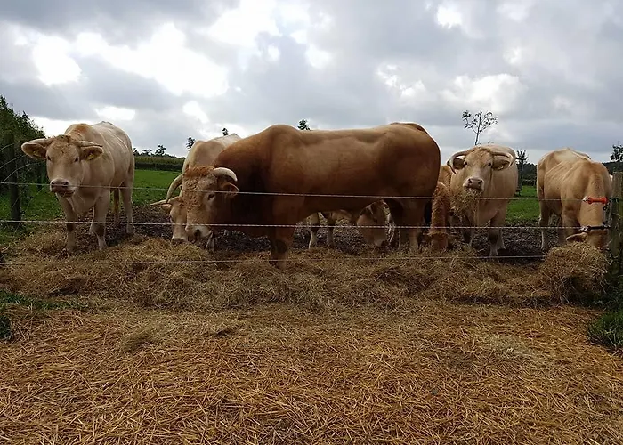 Groepsaccommodatie Heuvelland Oaze ファームステイ